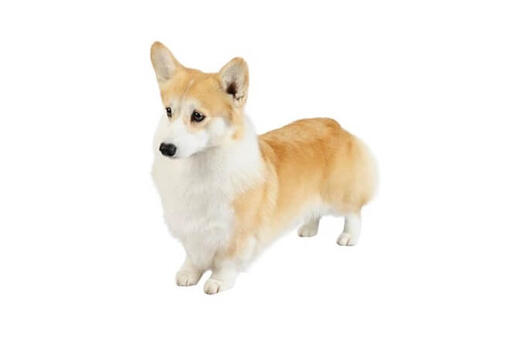 Pembroke Welsh Corgi