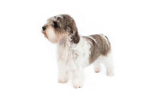 Petit Basset Griffon Vendeen