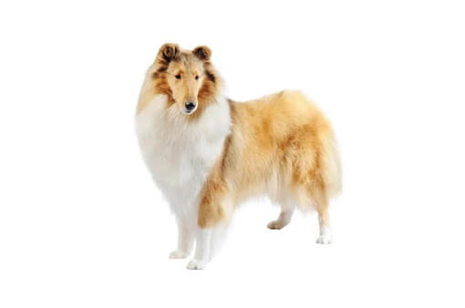 Rough Collie