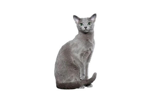 Russian Blue