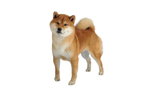 Shiba Inu