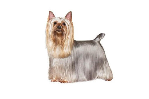 Silky Terrier