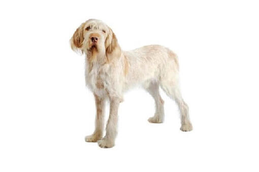 Spinone Italiano