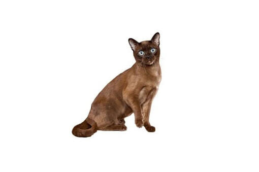 Tonkinese