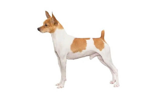 Toy Fox Terrier