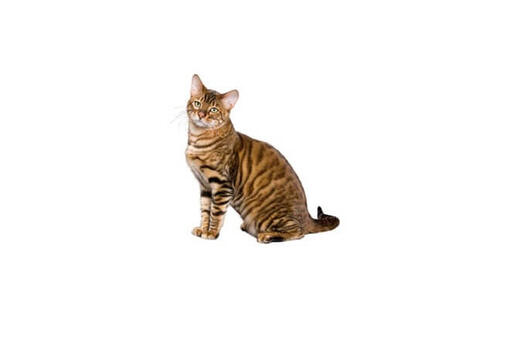 Toyger