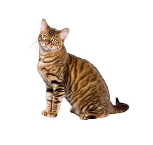 Toyger