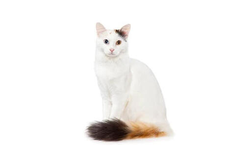 Turkish Van