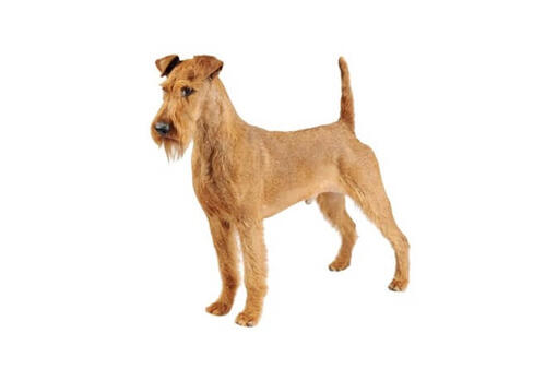 Irish Terrier