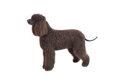 Irish Water Spaniel