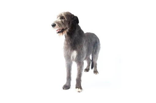 Irish Wolfhound