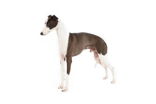 Italian Greyhound