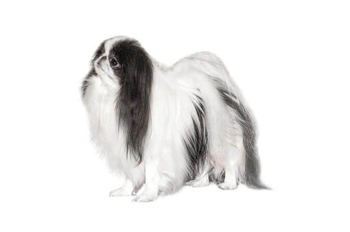 Japanese Chin