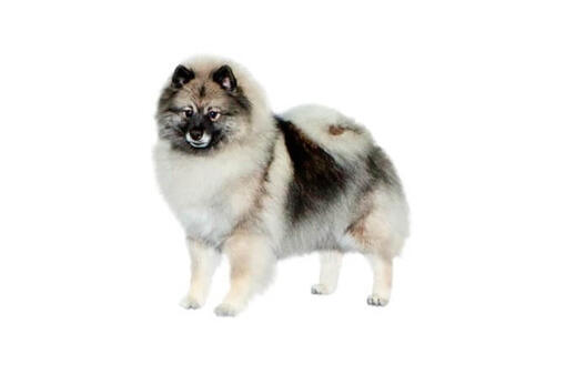 Keeshond