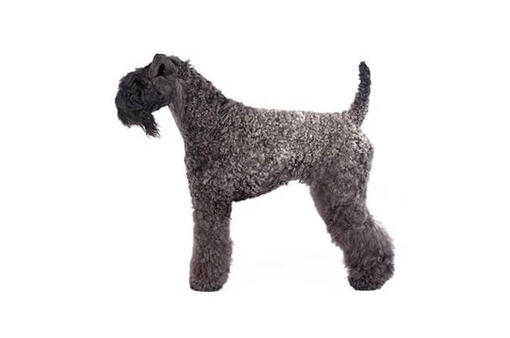 Kerry Blue Terrier