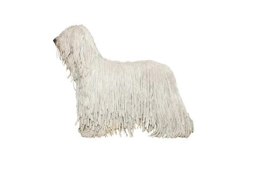 Komondor