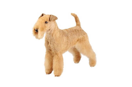Lakeland sales terrier height