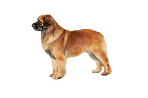 Leonberger