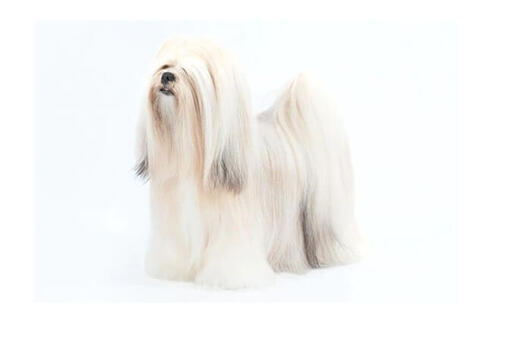 Lhasa Apso