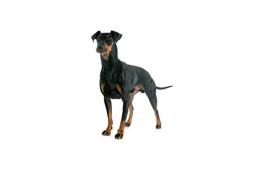 Manchester Terrier