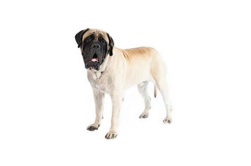 Mastiff