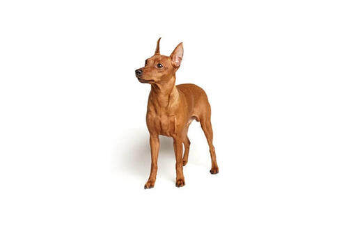 brown miniature pinscher