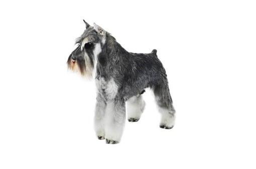 Miniature Schnauzer Dog Breed Information | Purina Miniature Schnauzer Dog Breed Information | Purina