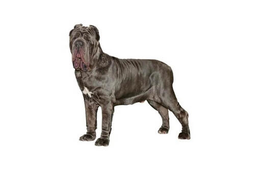 Neapolitan Mastiff