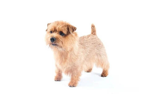 Norfolk Terrier