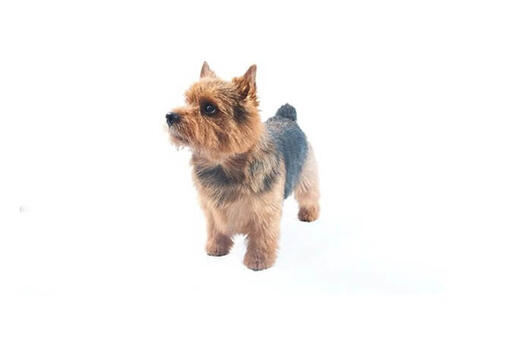 Norwich Terrier