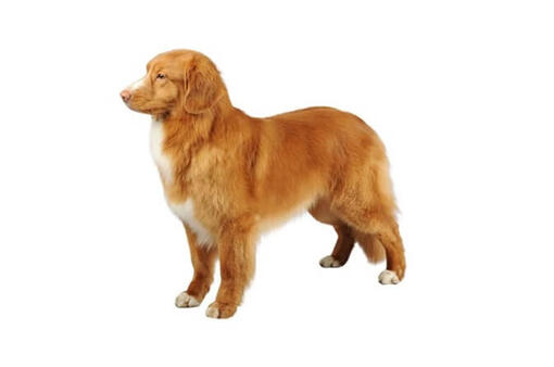 Nova Scotia Duck Tolling Retriever