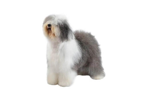 Old English Sheepdog