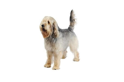 Otterhound