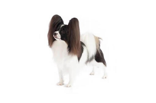 are papillon hypoallergenic