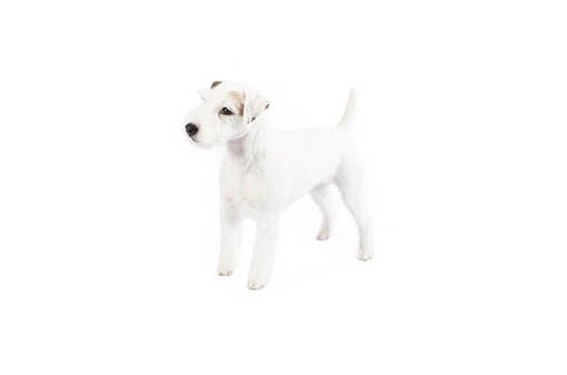 Parson Russell Terrier