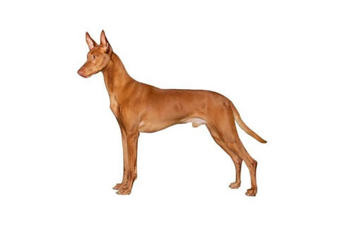 Pharaoh Hound