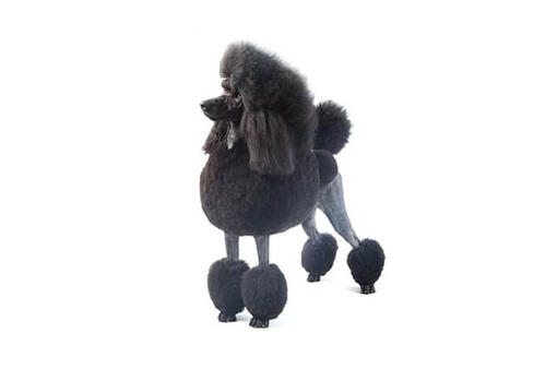 Poodle