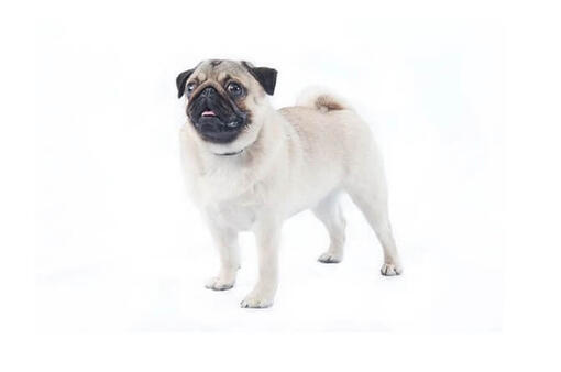 Pug