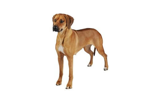 Rhodesian Ridgeback