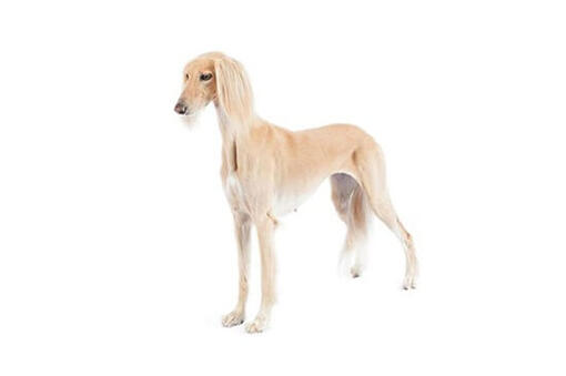 Saluki