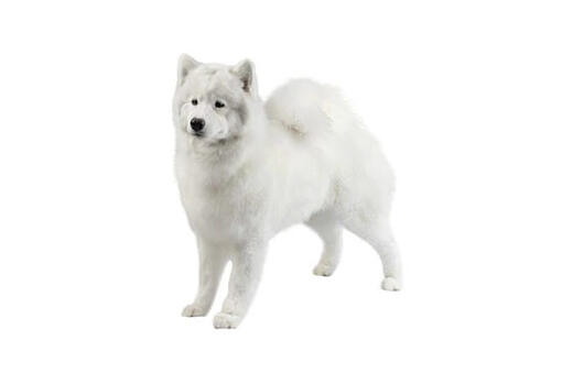 Samoyed