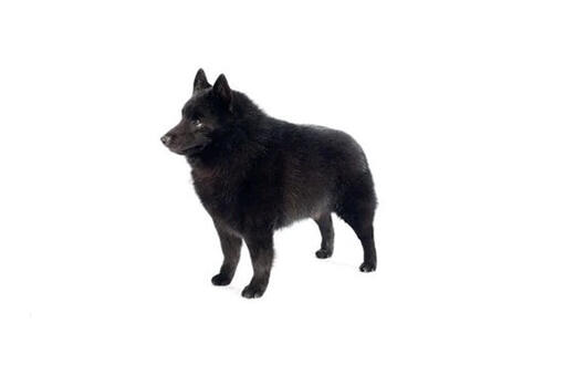 Schipperke