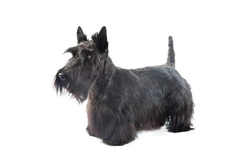 Scottish Terrier