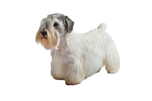 Sealyham Terrier