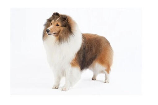 Shetland Sheepdog