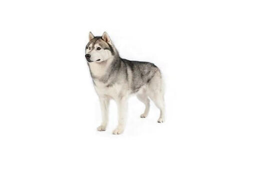 Siberian Husky