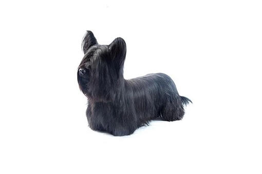 Skye Terrier