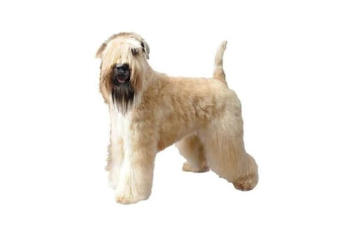 Soft Coated Wheaten Terrier