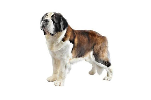 Saint Bernard