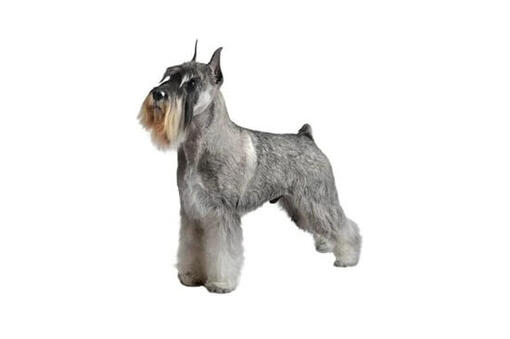 Standard Schnauzer